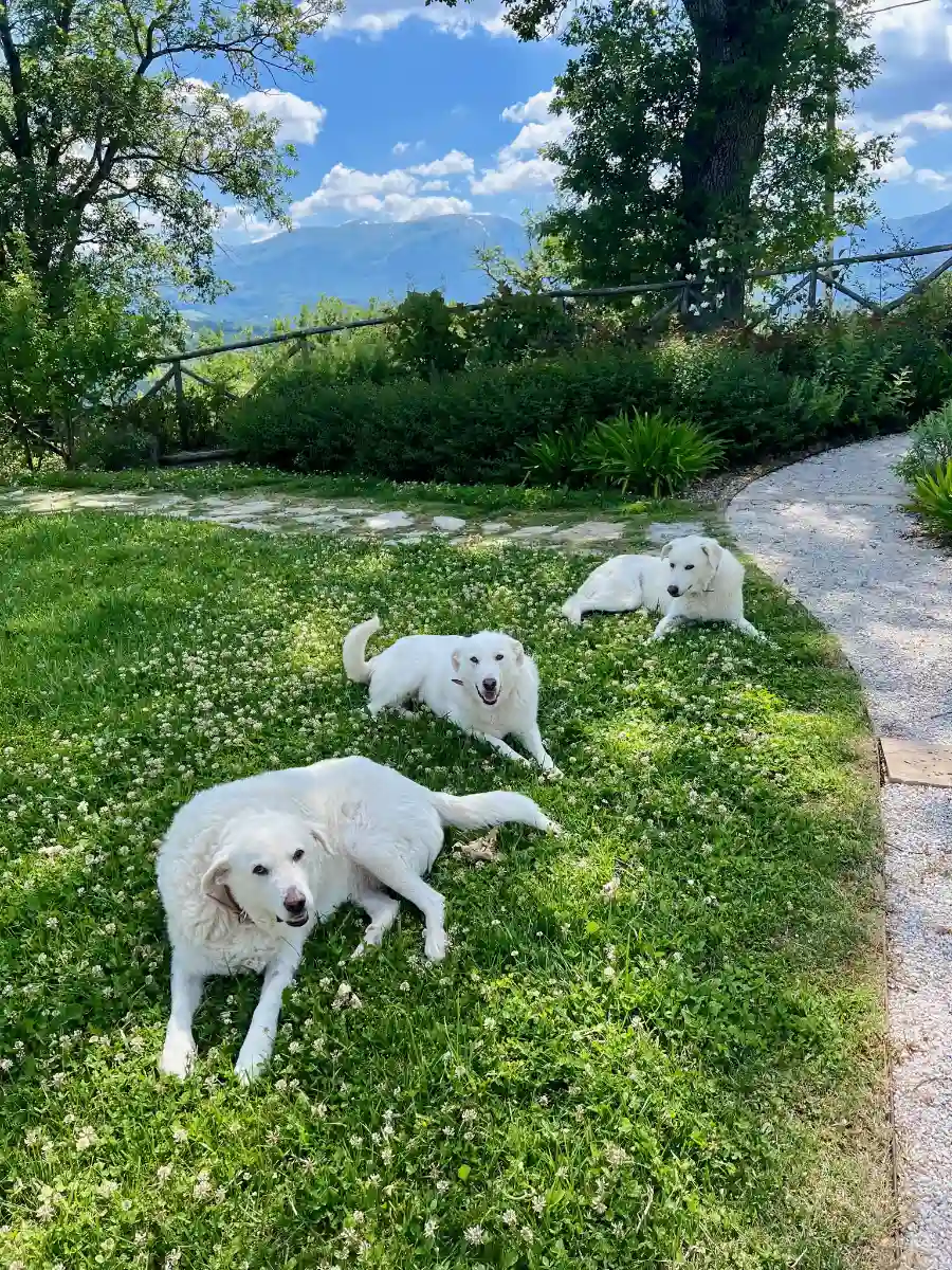 Animals Rosa Hunk and Marilena laying near the pool