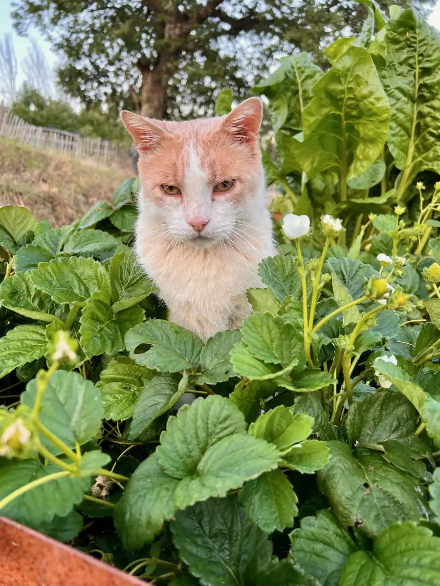 Animals carmine is watching you from the flower bed